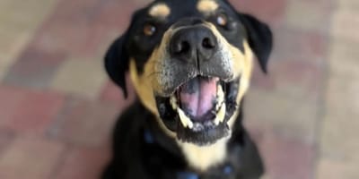 Hund zur Adoption