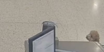 Chien à l'aéroport