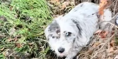 Chien abandonné