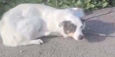 Gedumpte hond