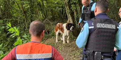 Ausgesetzter Hund