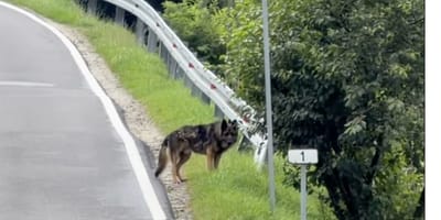 Achtergelaten hond