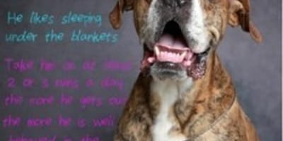 perro abandonado con una carta