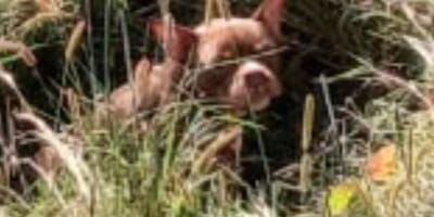 Chien abandonné dans un champ