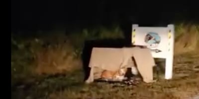 Dog abandoned outside the rescue centre