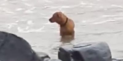 Abandoned dog on the beach