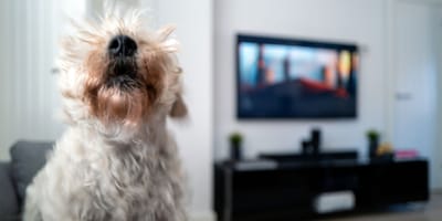chien aboie maison