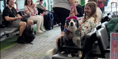 Cane aeroporto