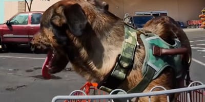 amputee dog