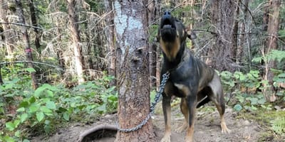 chien arbre