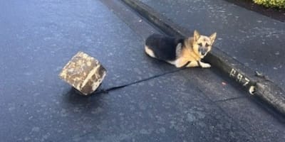 Chien attaché