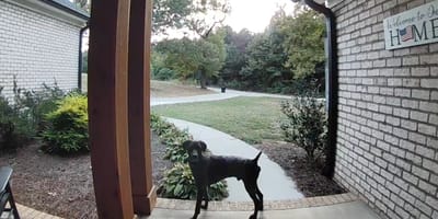 Dog waiting in front of a house