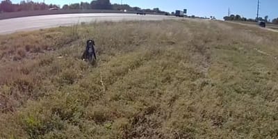 Dog by the side of the highway