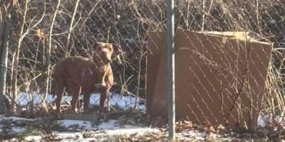 Hond in de achtertuin