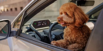 Hond achter het stuur