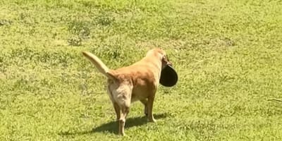 Cane con la ciotola in bocca