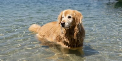 Chien baignade