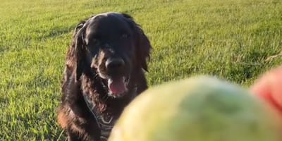 chien balle