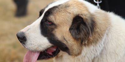Chien berger d'asie centrale