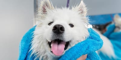 chien blanc bain
