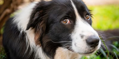 chien Border Collie