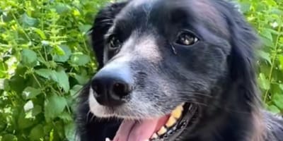 chien Border Collie