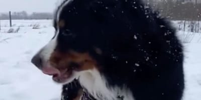 Chien Bouvier Bernois