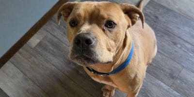 Cane Pitbull beige guarda verso l'obiettivo