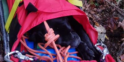 Chien Cane Corso perdi