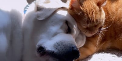 cane e gatto dormono insieme