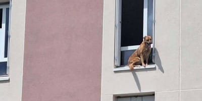 Chien coincé fenêtre