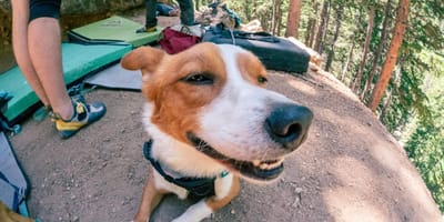 Chien Corgi