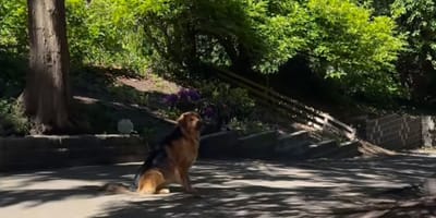 Chien croisé