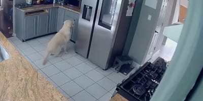 Chien dans la cuisine