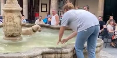 Dog in the fountain