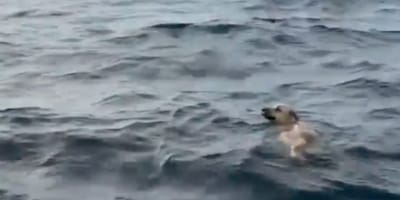 Cane in mare