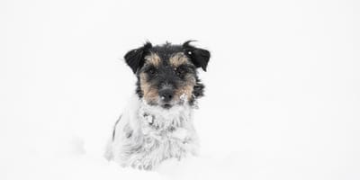 Hond in de sneeuw