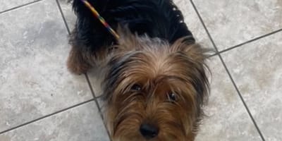 Dog in the street