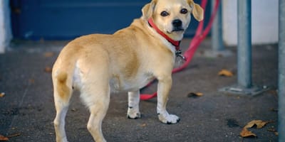 Hond op straat