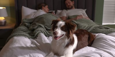 Chien dans le lit