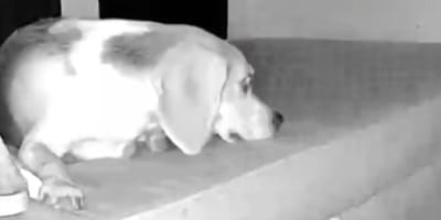 Chien dans le noir