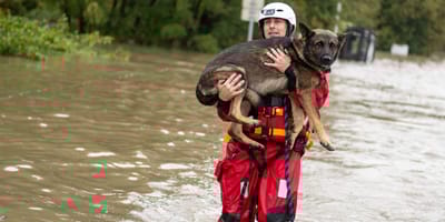 Chien dans les inondations