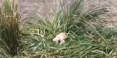 Chien dans les roseaux