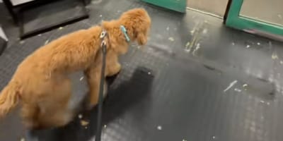Chien dans magasin
