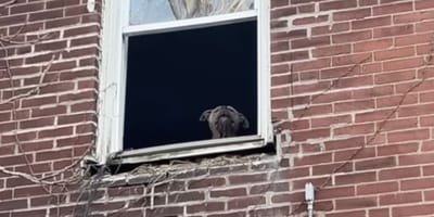Hond in verlaten huis