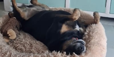 Dog in her bed