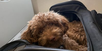 cane in un aereo