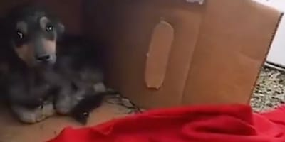 Chien dans un carton