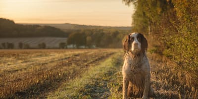 Hund auf einem Feld