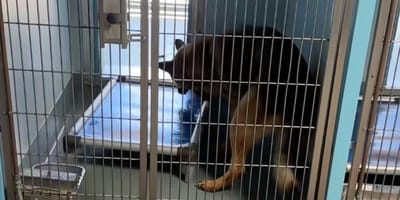 Chien dans un chenil